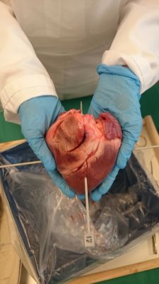 Aortenklappenersatz am Schweineherz